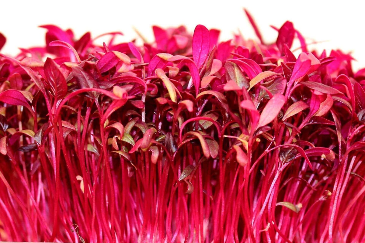 amaranthus microgreen