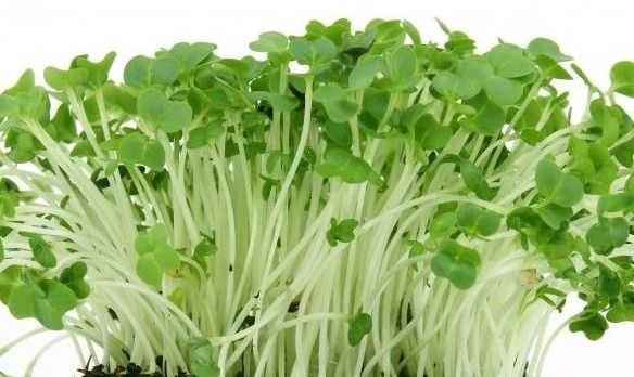 radish micro greens 1823aa77d2 89f8eddc39